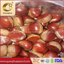 Hot Sales Fresh Chestnut for Roasting Use